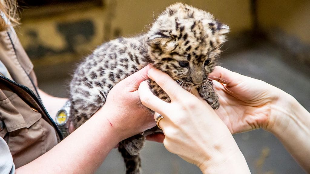 Toukokuussa syntynyt amurinleopardipentu uskallettiin ottaa ensi kertaa eläinlääkärin tarkastukseen - ja valokuvattavaksi - vasta kesäkuussa.