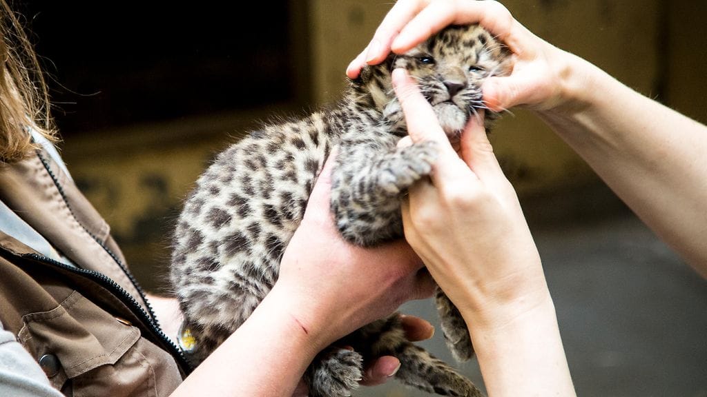 Amurinleopardin pentu Korkeasaaressa 2