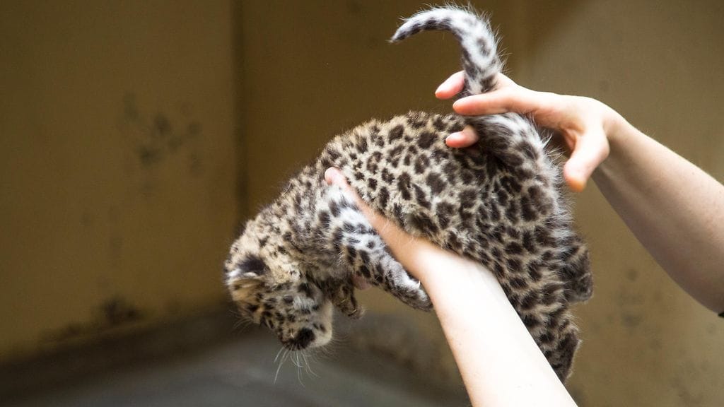 Amurinleopardin pentu Korkeasaaressa 3