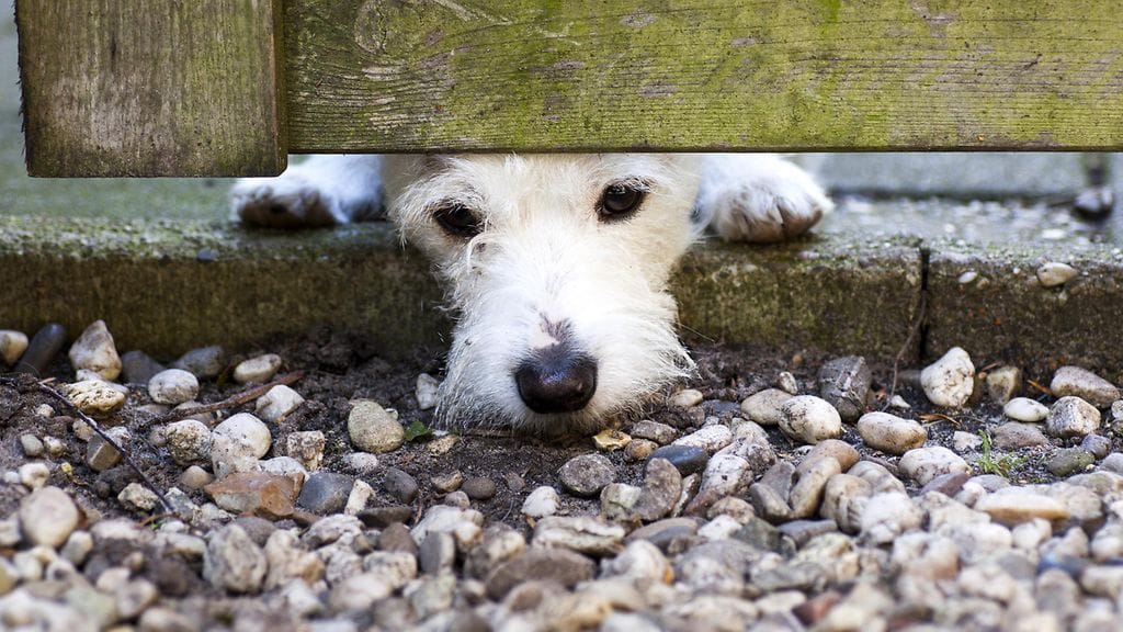 Sekarotuinen koira löydettiin seuraavana päivänä hyväkuntoisena. Kuvituskuva.