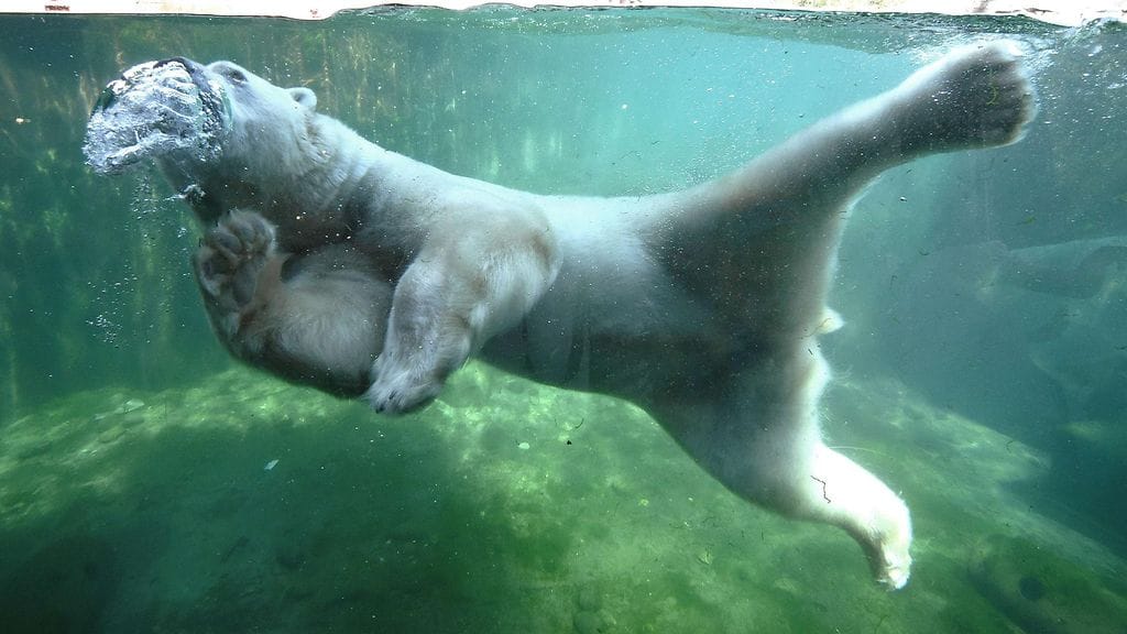 Saksassa Hannoverin eläintarhan jääkarhu viilensi itseään vedessä kesällä 2015.