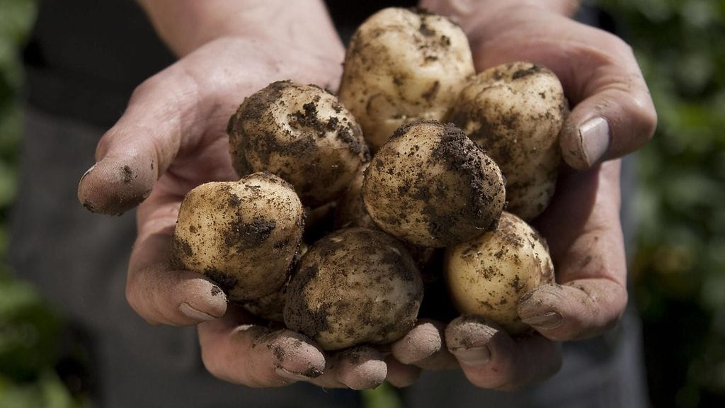 Jos lämmin sää jatkuu, satonäkymät paranevat.