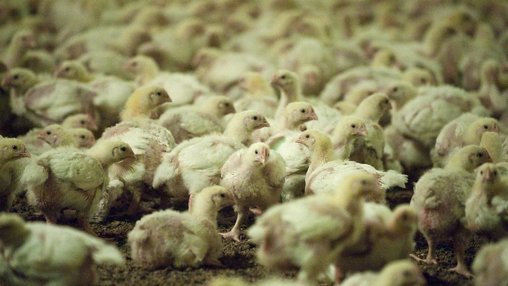 Broilereita suomalaisessa kasvattamossa vuonna 2011.