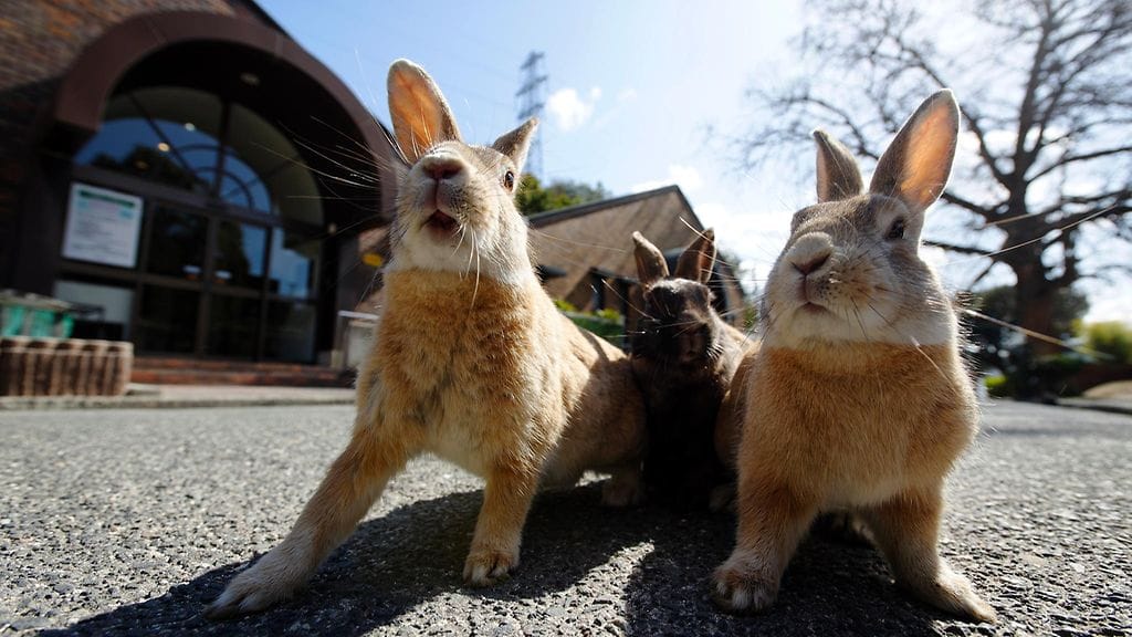 okunoshima