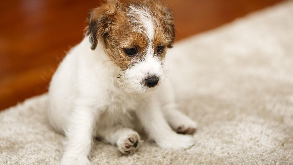 Nyt on trendikästä myös pelastaa koiria ulkomailta, vaikka löytöeläinkoiria olisi saatavilla Suomestakin. Kuvituskuva.