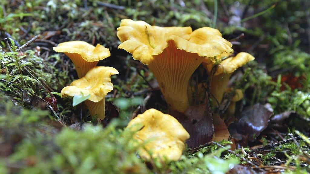 Kantarelli eli keltavahvero on erinomainen ruokasieni.
