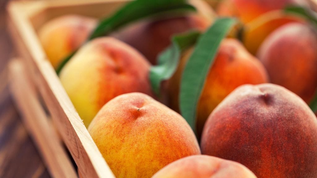 Kypsät persikat tuntuvat hieman pehmeiltä ja maistuvat herkullisilta.