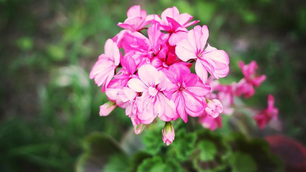 Pelargonia viihtyy aurinkoisessa paikassa.