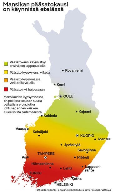 Mansikka satokausi