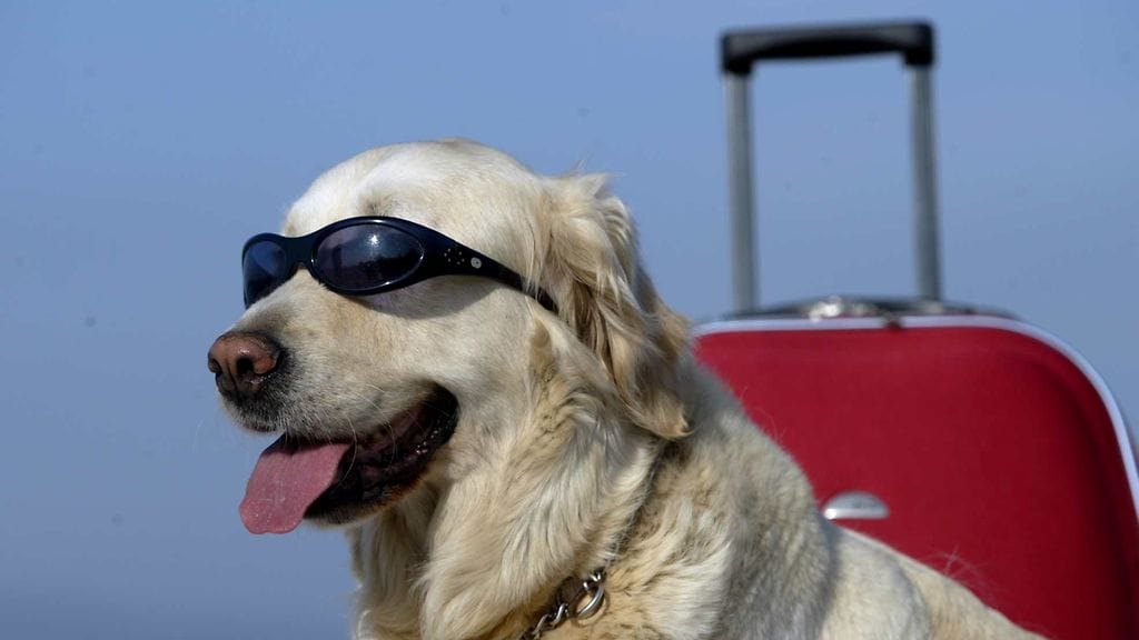 Yhden yön majoitus huippulaatuisessa koirasviitissä maksaa 100 dollaria.