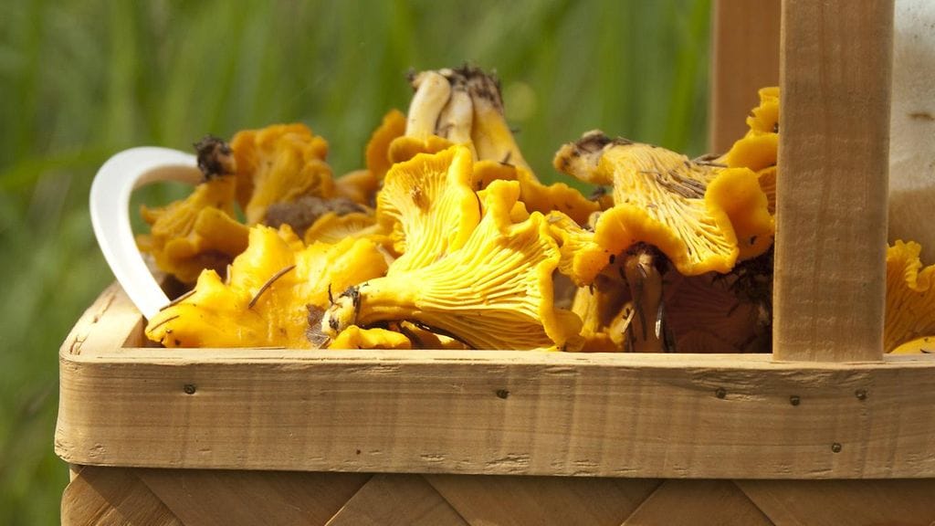 Avoin kori on muovipussia parempi vaihtoehto sienimetsälle.