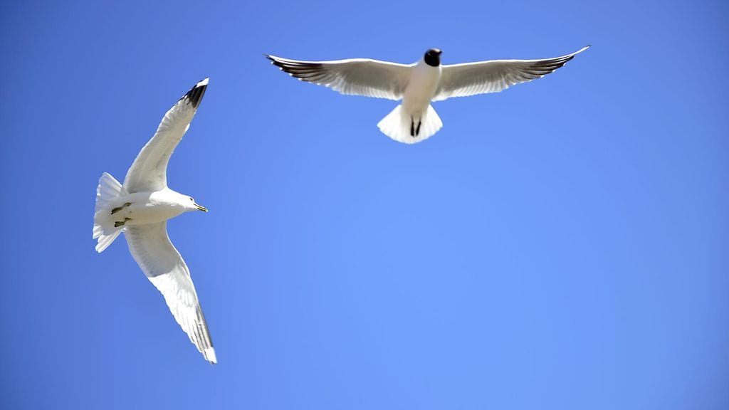 Lokitkin saattavat tarttua uistimiin.