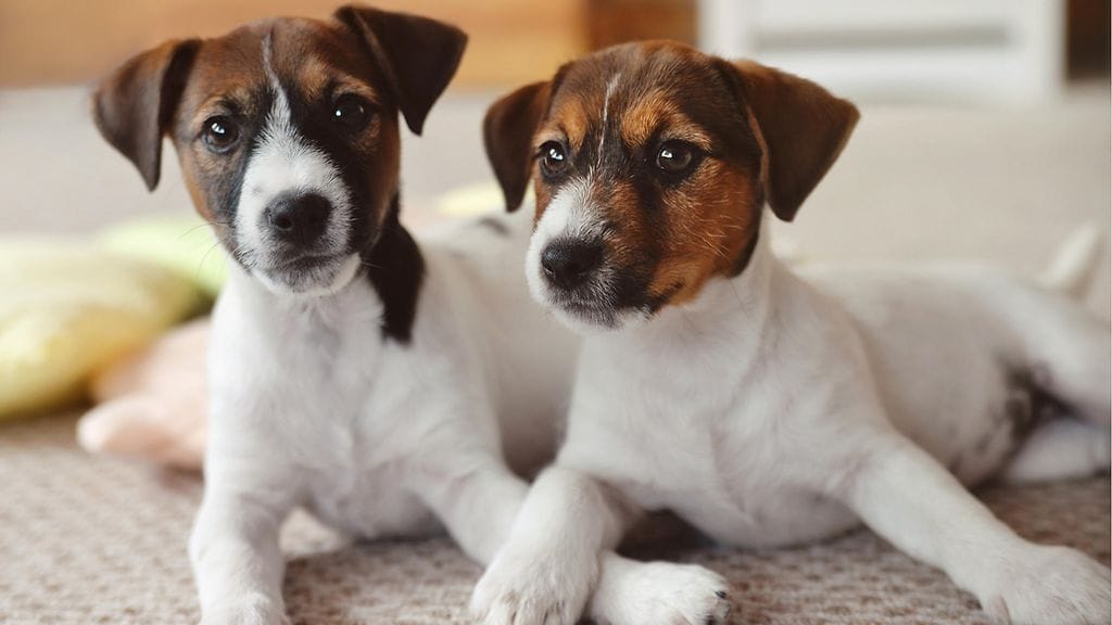 Viettääkö koirasi yksinäisiä perjantai-iltoja? Järjestä hänelle Tindog-treffit!