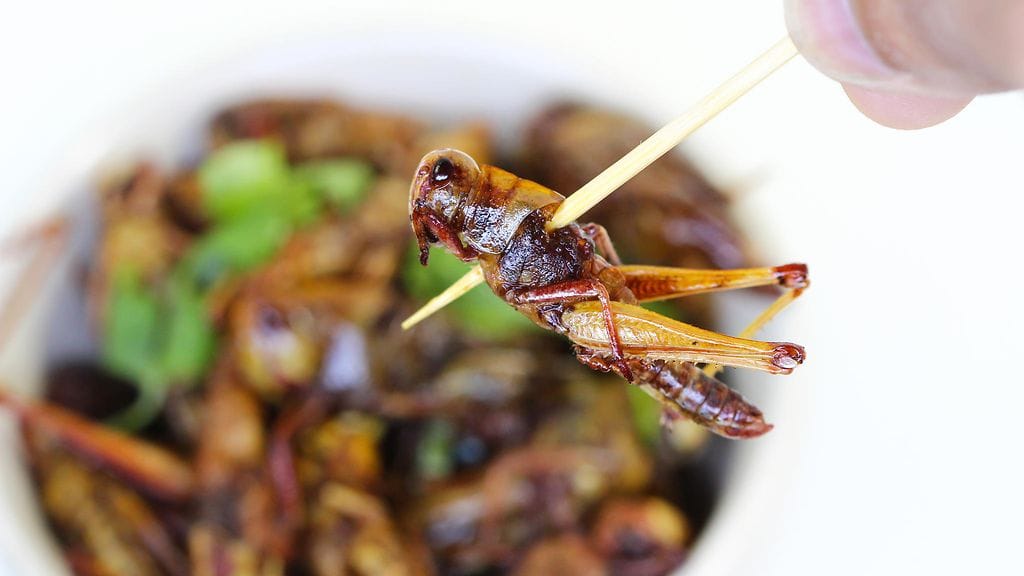 Suurta herkkua vai ei? Selvitimme miltä sirkat todellisuudessa maistuvat.