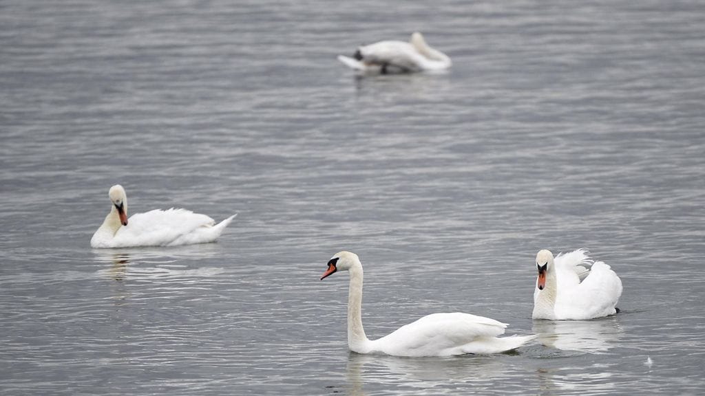 Rahaton mies surmasi joutsenen Helsingin Seurasaaressa. Kuvituskuva.