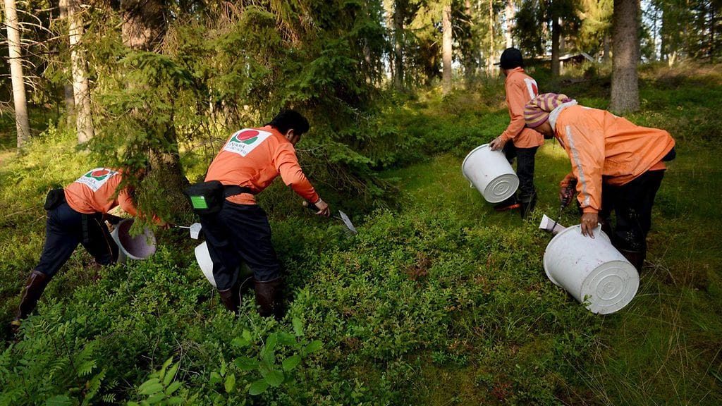 Thaimaalaisia mustikanpoimijoita Juvalla vuonna 2015.