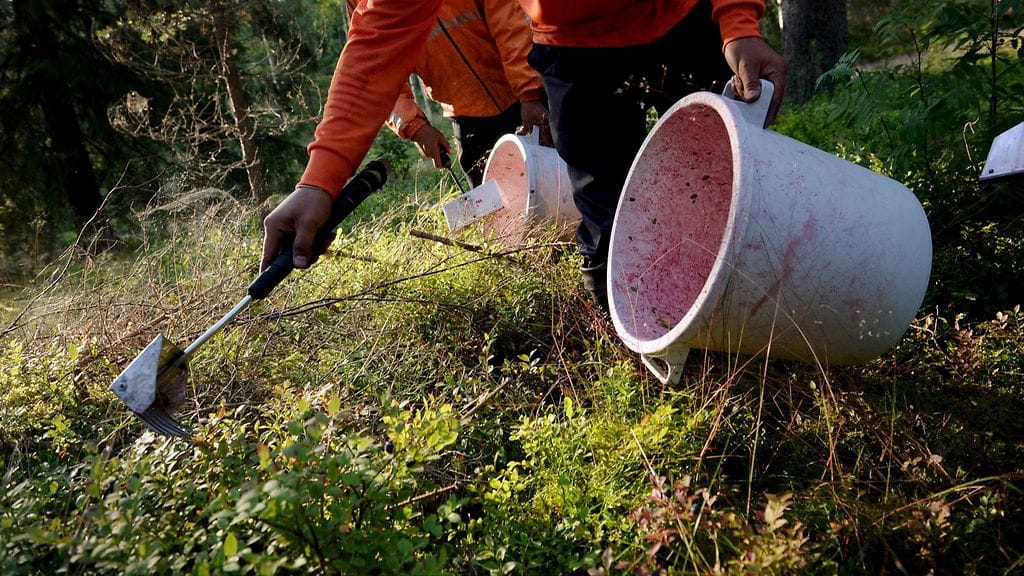 Eniten poimijoita saapuu Ukrainasta, josta tulee yli 9000 henkilöä.