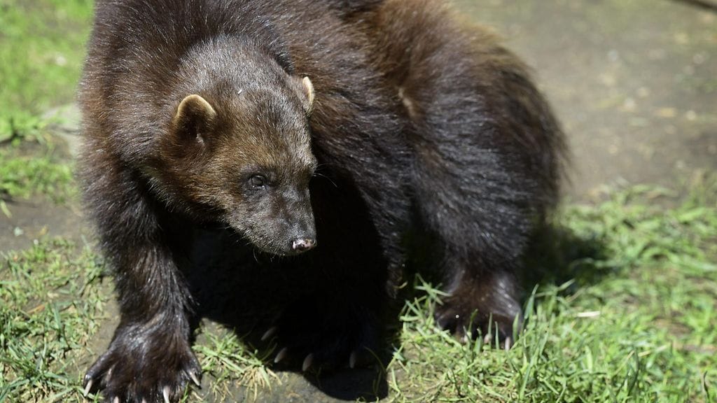 Ahma Ähtärin eläinpuistossa sunnuntaina 7. kesäkuuta 2015.