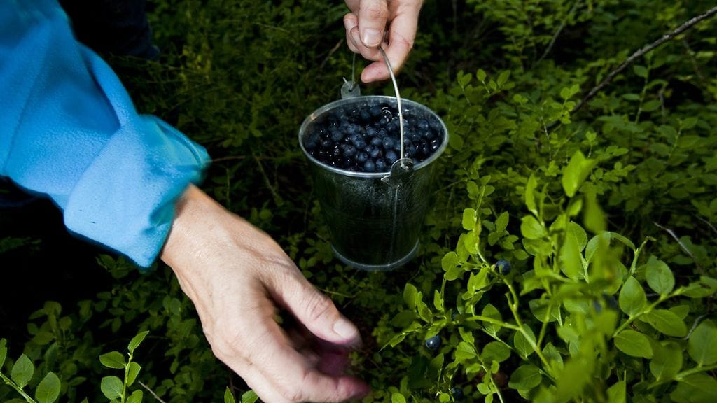 Pieniä määriä mustikoita on helppo kerätä siististi, mutta entä kun on kiire täyttää pakastin?