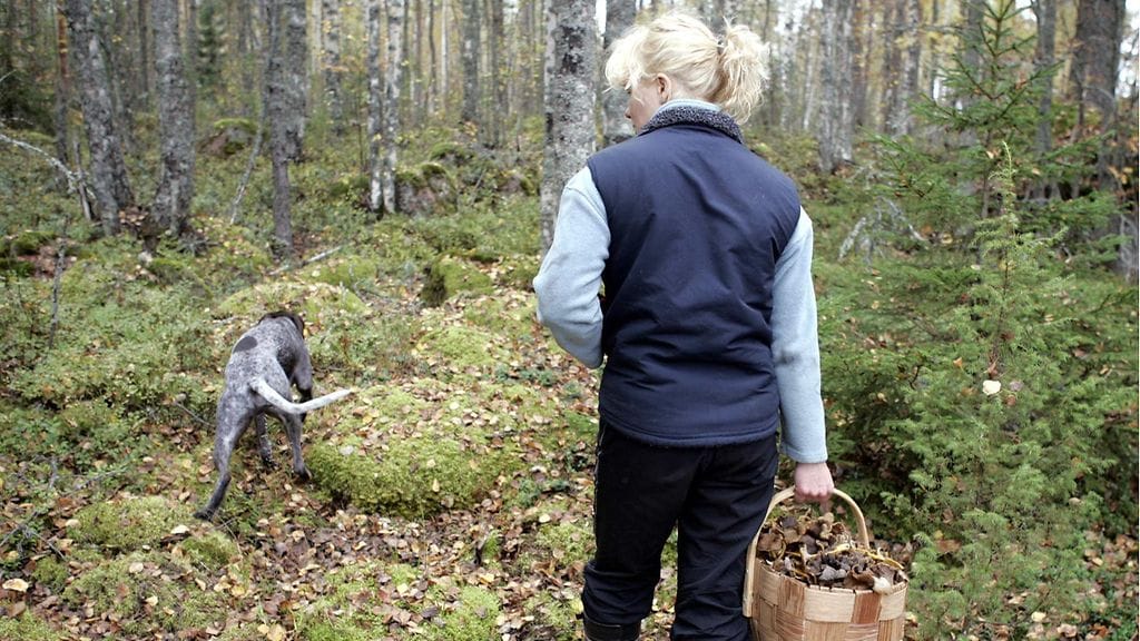 Sienimetsään mentäessä gps-laitteista ei vielä näytä olevan suuremmin apua.