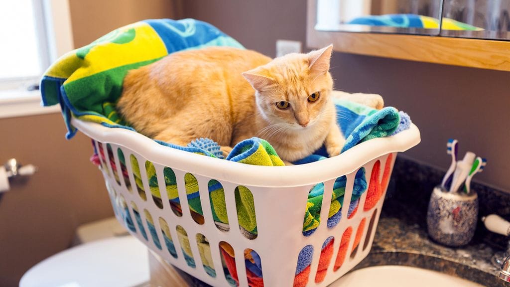 Miksi lemmikit haluavat aina maata erityisesti puhtaiden pyykkien päällä?