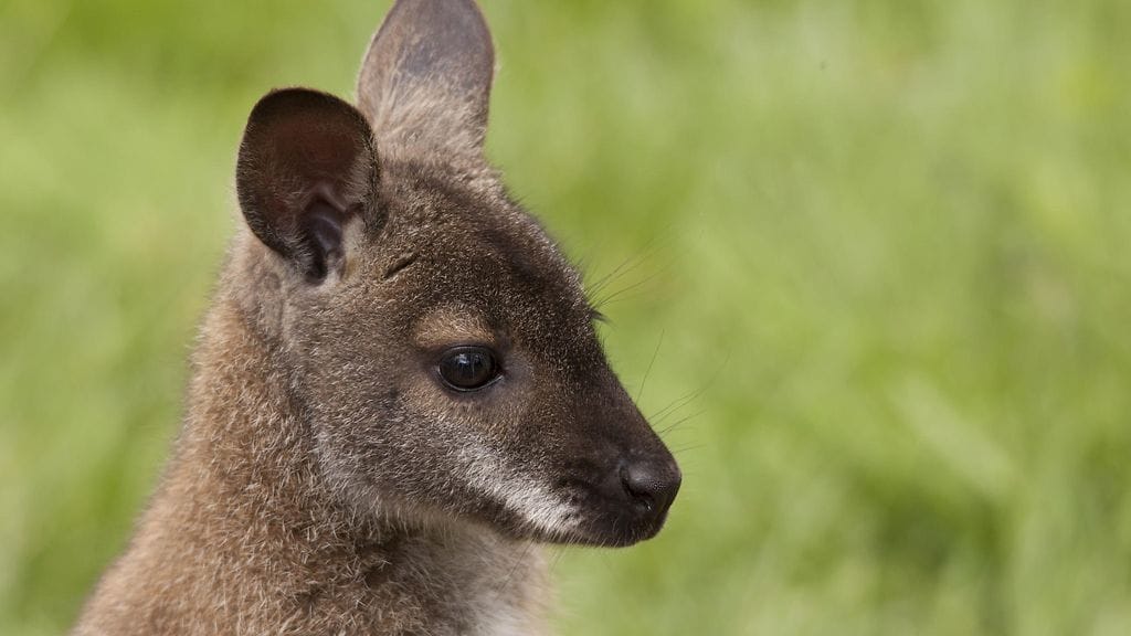 Vallabit ovat pieniä kenguruita.
