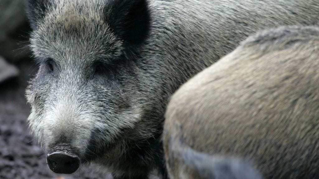 Suomessa villisikojen määrä on kasvanut rajusti viime vuosina.