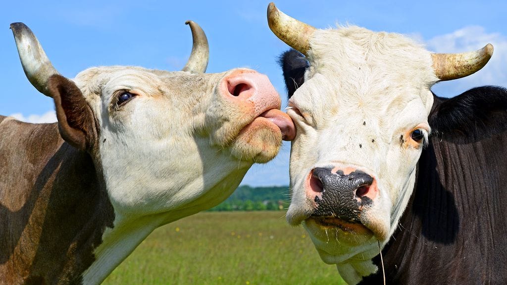 Tiesitkö, että lehmillä on "bestikset"?