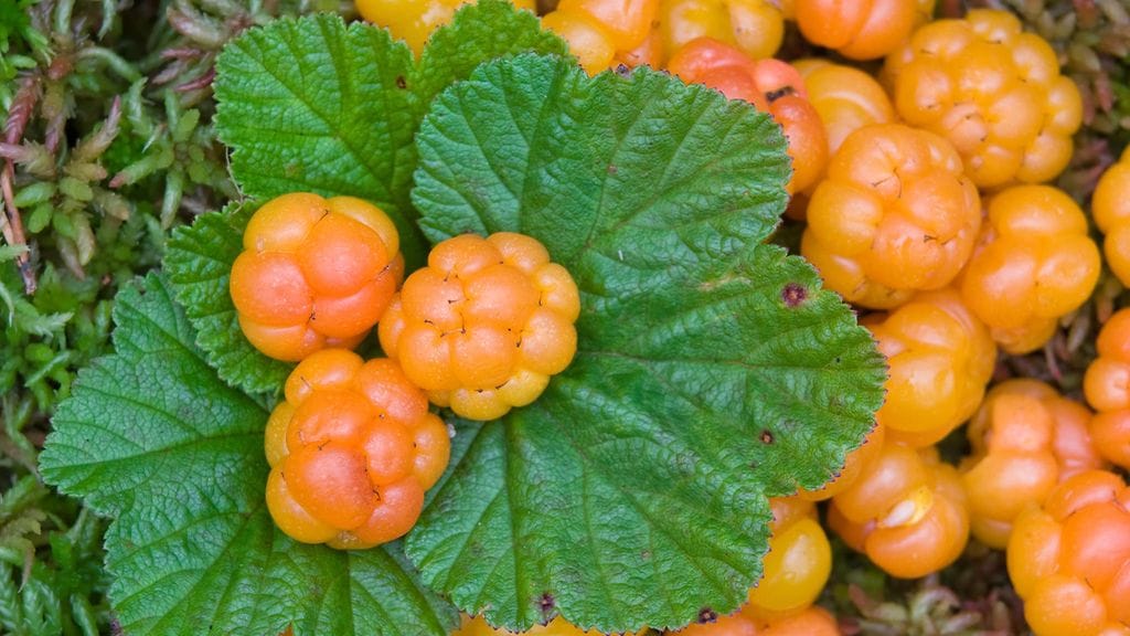 Kaikki eivät tunne lakan terveyshyötyjä.