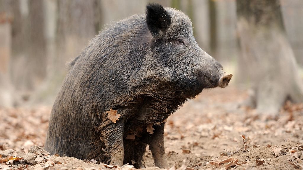 Suomen Riistakeskus on myöntänyt määräaikaisen poikkeusluvan villisikojen ampumiseen metsästyslaista poikkeavilla tavoilla.