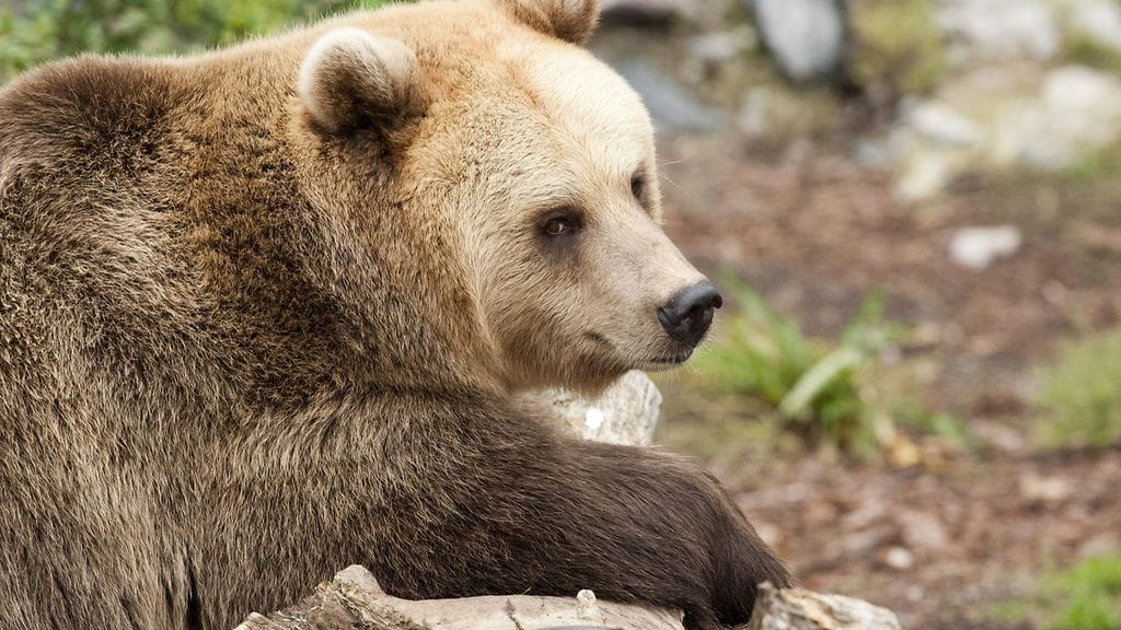 Kuvituskuva, kuvan karhu ei liity tapaukseen.