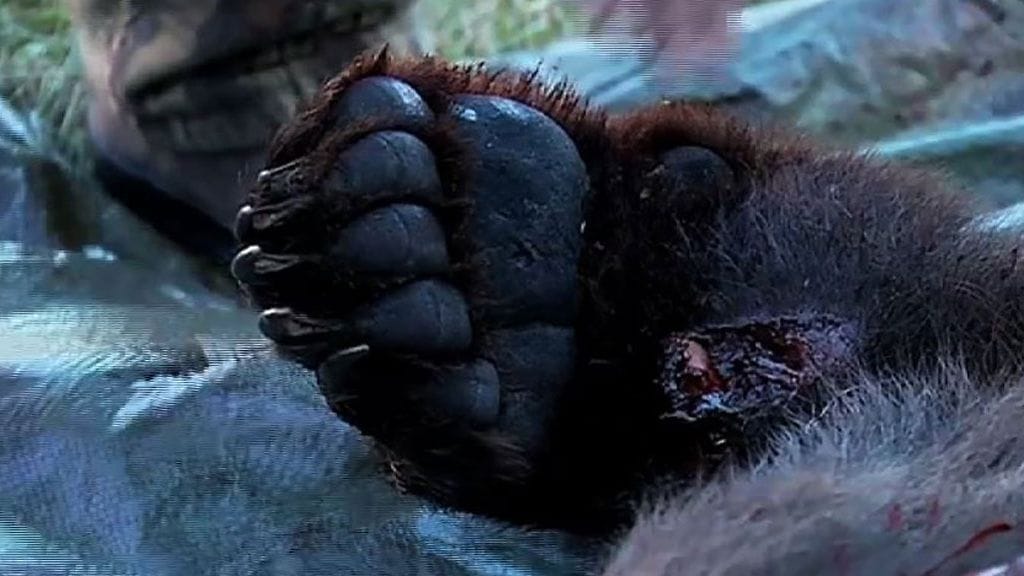 Metsästys on sujunut alustavien tietojen ilman suurempia ongelmia.