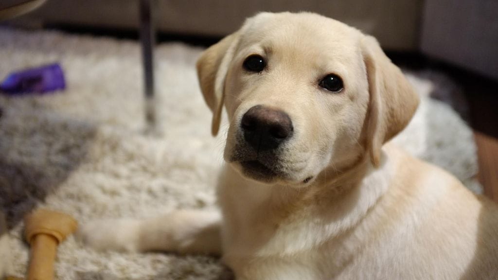 Kuvassa ihanainen Bella.