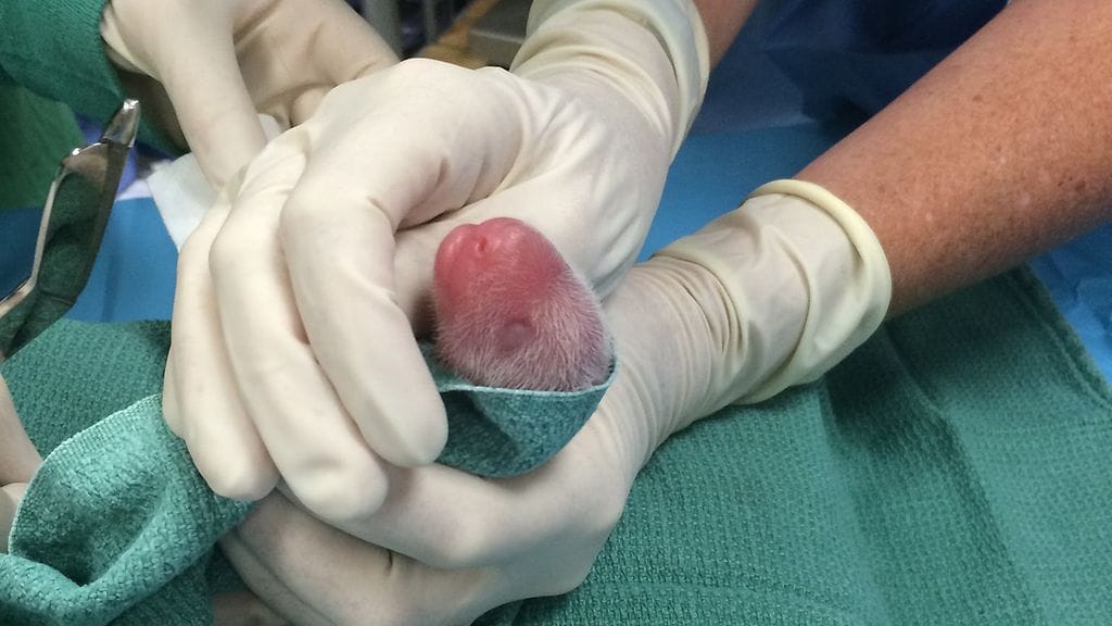 Tarhan eläinlääkärit tarkastelevat toista kahdesta syntyneestä pandasta 22. elokuuta 2015. Yleensä pandat synnyttävät vain yhden poikasen.