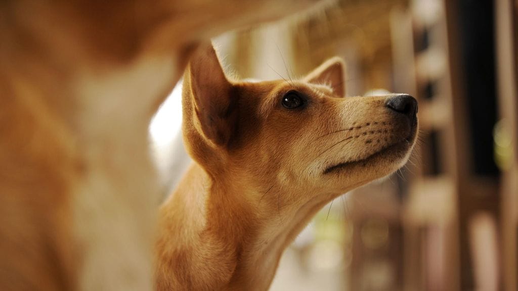 Jos et tiedä, mitä teet, älä ota arkaa koiraa.