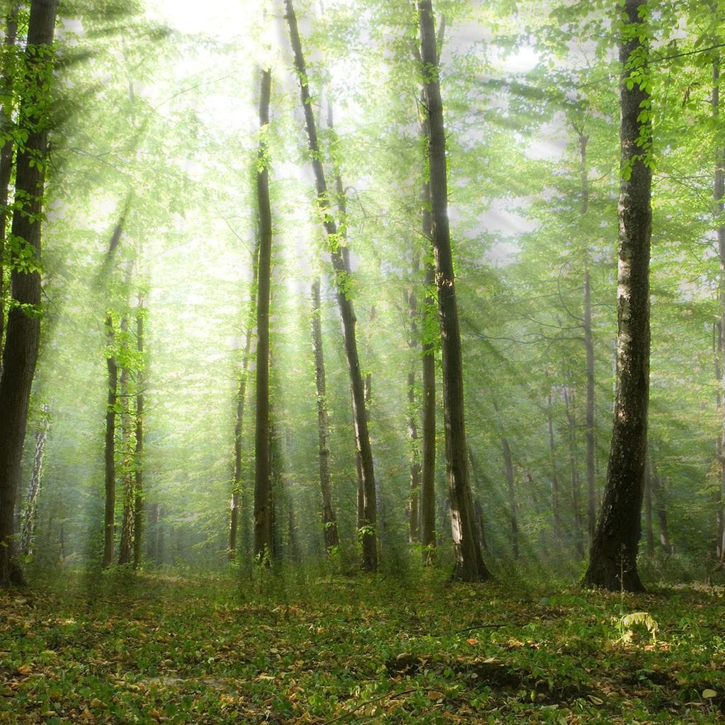 Metsämaisema