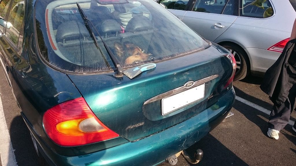 Lukijan lähettämässä kuvassa koira odottaa aurinkoisessa autossa omistajien paluuta.