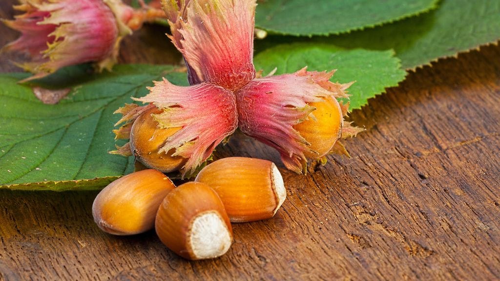 Villihasselpähkinä kasvaa myös Suomessa.