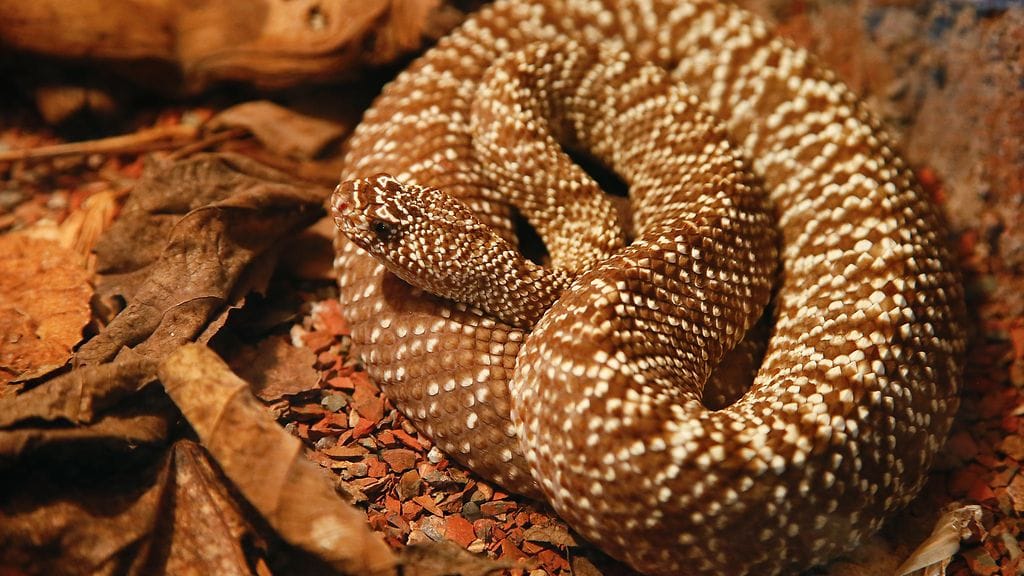 Tämä värikäs kalkkarokäärmeyksilö lepäili eteläafrikkalaisessa käärmepuistossa joulukuussa 2014.