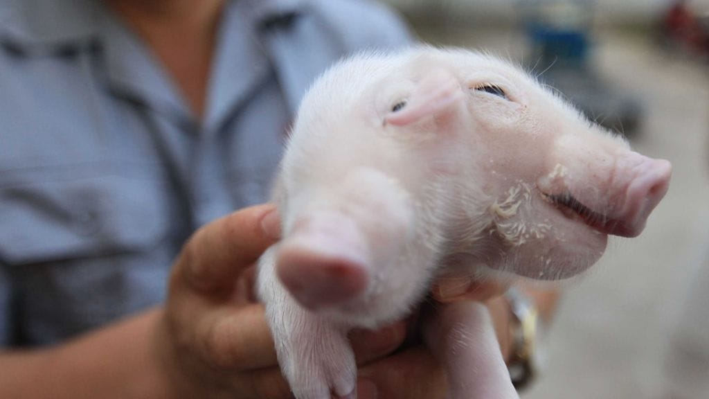 Porsas pystyy syömään molemmilla suillaan.