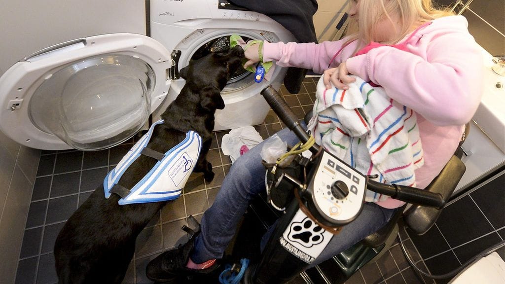 Avustajakoira, labradorinnoutaja Korall, auttaa ottamaan pyykkejä pesukoneesta.
