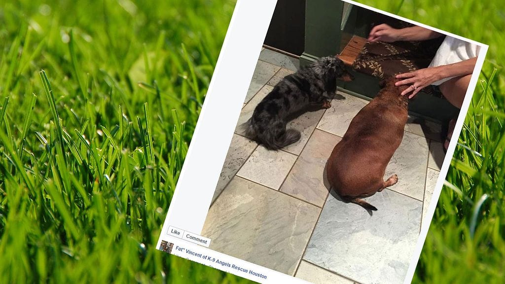 Yli 17-kiloinen Vincent painoi tuplat toveriinsa verrattuna.