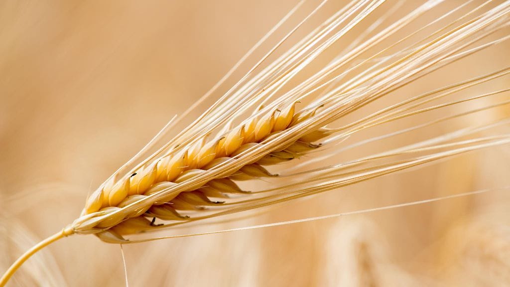 Ohra on vanhimpia viljeltyjä viljalajeja Suomessa.