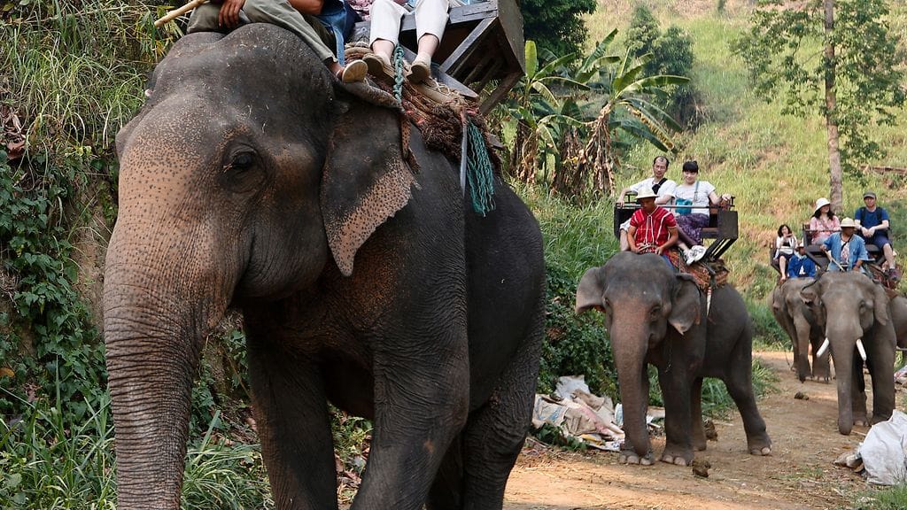 Finnmatkat suunnittelee norsusafarien tilalle eläinystävällisempiä vaihtoehtoja.