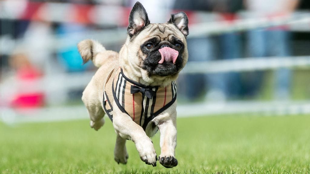 Kuvan mopsi ei liity tapaukseen.