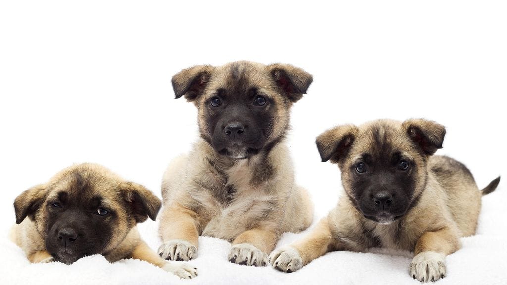 Brittiläinen Shona Sibary rakastaa koiranpentuja, mutta ei osaa sitoutua niihin pitkäksi ajaksi.