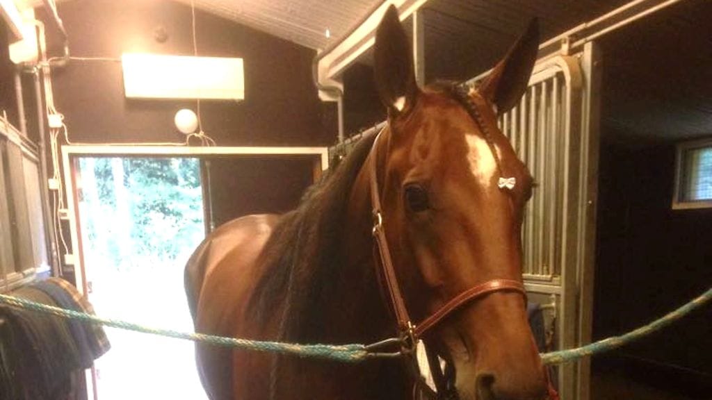 Kiikku's Chance tallillaan