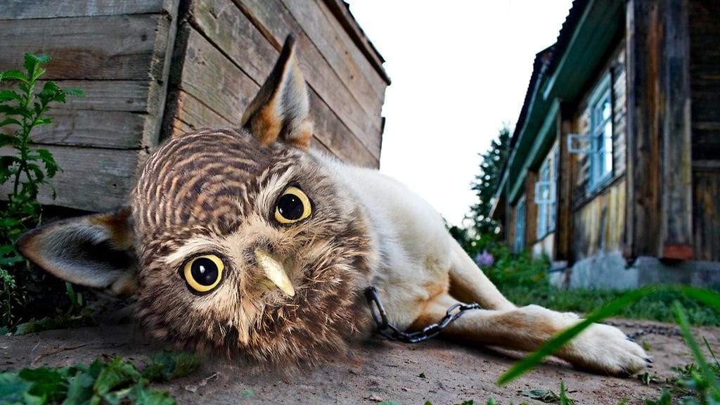 koirapöllö
