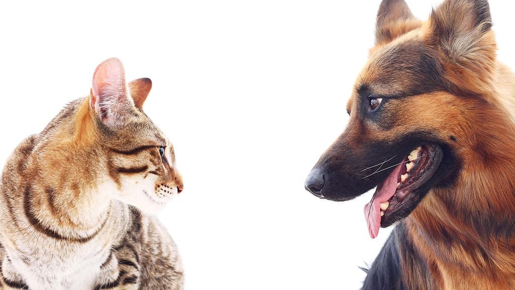 Eläimillä voi esiintyä geeneistä johtuvaa poikkeavaa käytöstä tai ne voivat kärsiä rakenteellisista kehityshäiriöistä.