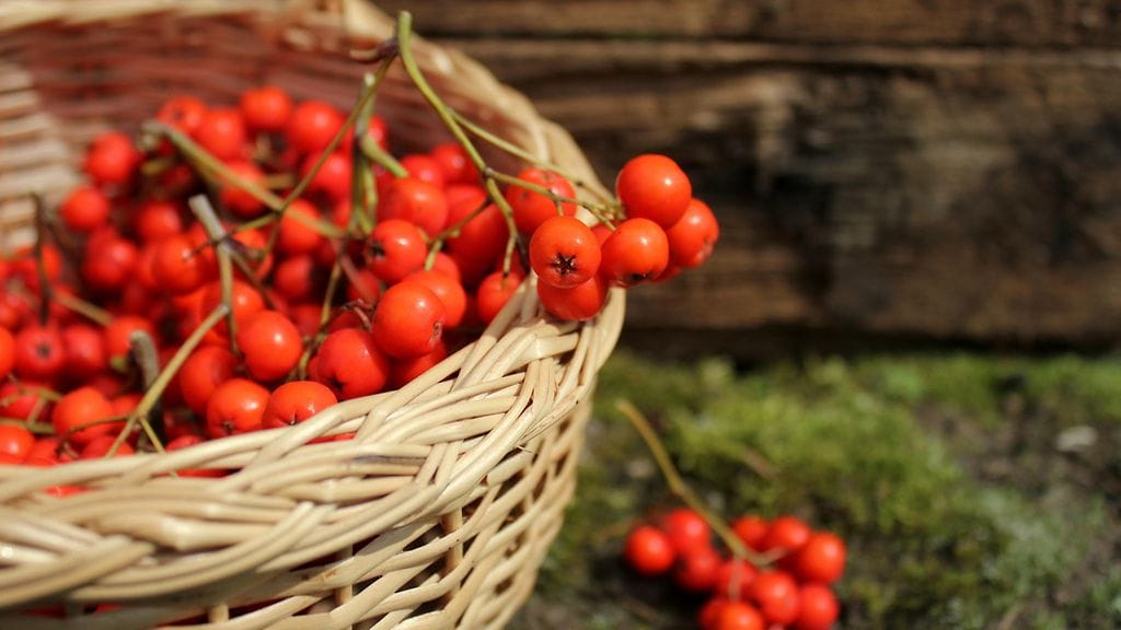 Pihlajanmarjoista valmistuu helposti herkullinen vispipuuro.